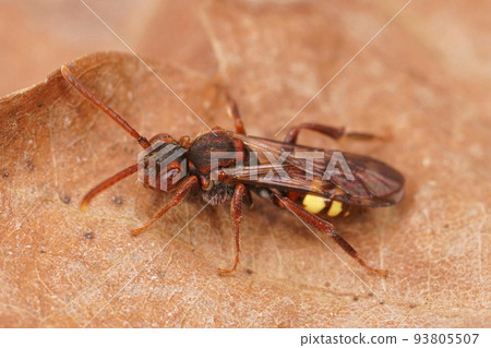 Closeup on a colorful red female flavous nomad cleptoparasite bee Nomada flava 93805507