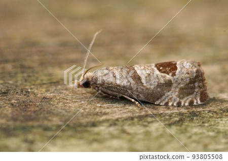 Closeup on the small the bramble shoot moth, Notocelia uddmanniana sitting on wood 93805508