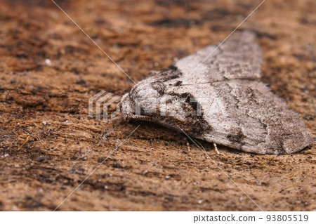 Closeup on the Short-cloaked Moth, Nola cucullatella sitting on wood 93805519