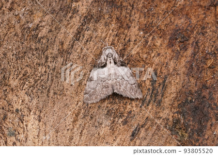 Closeup on the Short-cloaked Moth, Nola cucullatella sitting on wood 93805520