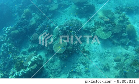 Coral and fish of Tioman Island, Malaysia 93805831