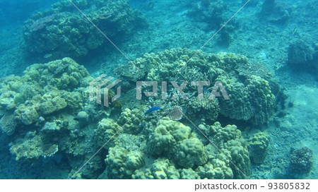 Coral and fish of Tioman Island, Malaysia 93805832