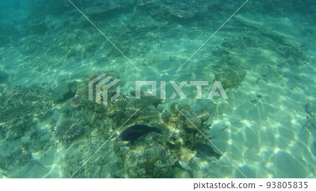 Coral and fish of Tioman Island, Malaysia 93805835