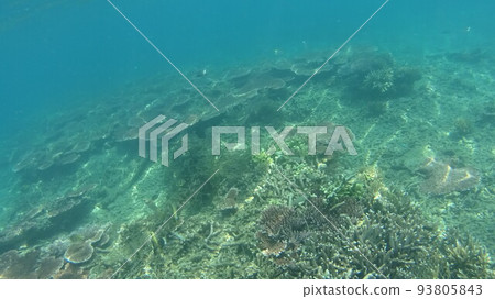 Coral and fish of Tioman Island, Malaysia 93805843