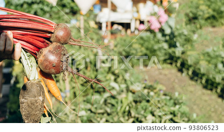 Freshly harvested unwashed organic beets and carrots. Unwashed beets. Environmentally friendly products dug out of the garden. Copy space Freshly harvested unwashed organic beets and carrots. Unwashed beets. Environmentally friendly products dug out of the garden. Copy space 93806523