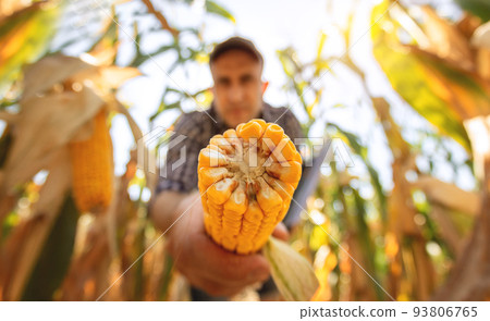 A young agronomist inspects the quality of the corn crop on agricultural land. Farmer in a corn field on a hot sunny day A young agronomist inspects the quality of the corn crop on agricultural land. Farmer in a corn field on a hot sunny day 93806765