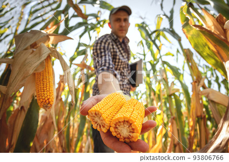 A young agronomist inspects the quality of the corn crop on agricultural land. Farmer in a corn field on a hot sunny day 93806766