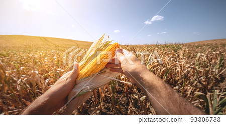 A young agronomist inspects the quality of the corn crop on agricultural land. Farmer in a corn field on a hot sunny day 93806788