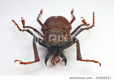 Beetle isolated on white. Giant longhorn beetle with giant jaws Dorysthenes buqueti macro close up. Collection beetles, cerambycidae, entomology, insects. Beetle isolated on white. Giant longhorn beetle with giant jaws Dorysthenes buqueti macro close up. Collection beetles, cerambycidae, entomology, insects. 93806917