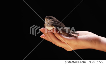 Little barn swallow in womens hands. Hirundo rustica chick spreads wings, teaching to fly on studio 93807722