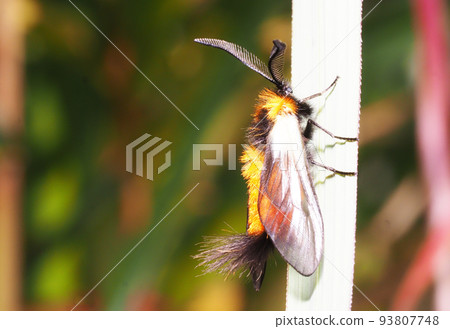 米努斯瓦(男) 米努斯瓦(男) 93807748