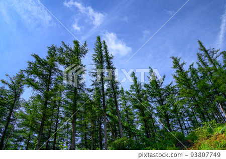 陽光明媚的夏日天空和樹木,阿達達拉山 陽光明媚的夏日天空和樹木,阿達達拉山 93807749