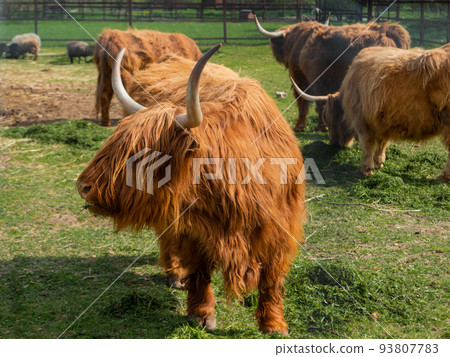 Highland Scottish breed of rustic cattle. Furry cows eat fresh grass in paddock. Highland Scottish breed of rustic cattle. Furry cows eat fresh grass in paddock. 93807783