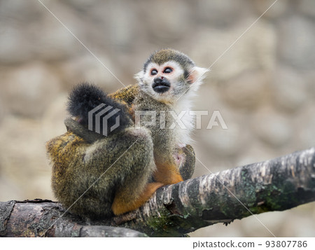 Family of Common squirrel monkeys. Female and baby Saimiri sciureus are perching on tree branch. 93807786