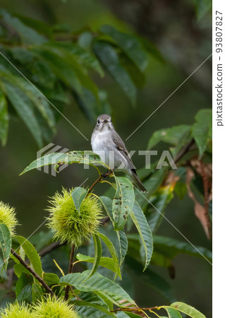 Redstart perching on a chestnut tree branch 93807827