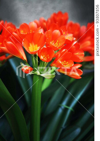 中矽烷紅花 中矽烷紅花 93807856