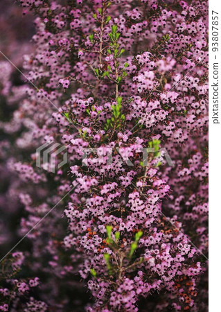 Janome Erica 鮮花盛開,嫩葉 Janome Erica 鮮花盛開,嫩葉 93807857