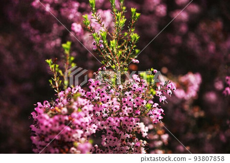 Janome Erica 鮮花盛開,嫩葉 Janome Erica 鮮花盛開,嫩葉 93807858