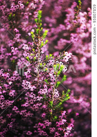 Janome Erica 鮮花盛開,嫩葉 Janome Erica 鮮花盛開,嫩葉 93807859