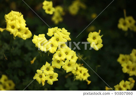 黃色oxalis花 黃色oxalis花 93807860
