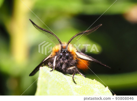 Minousva (male) 93808046