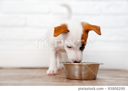a jack russell terrier puppy eats food or drinks water from a bowl.  93808200