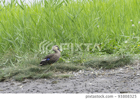 Spot-billed duck with conspicuous blue wings 93808325