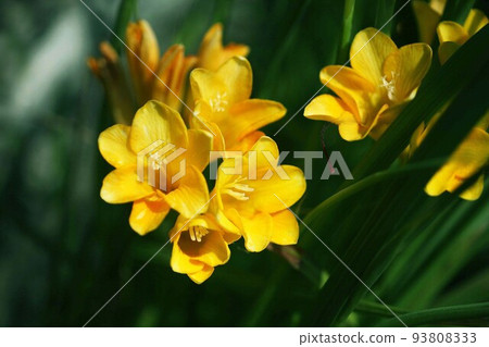 小蒼蘭黃色花 小蒼蘭黃色花 93808333