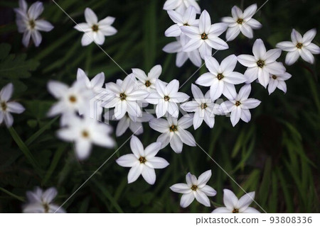 Hananilla白花 Hananilla白花 93808336