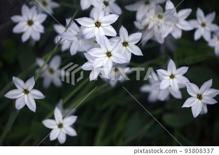 Hananilla白花 93808337