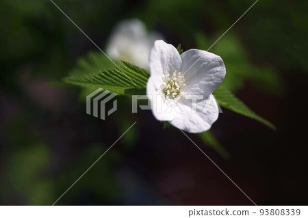 城山吹花開 城山吹花開 93808339
