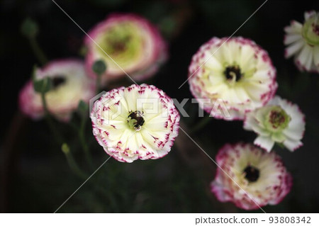 雛菊黃色，帶紅色花朵 93808342