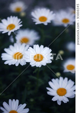 白菊花花 93808345