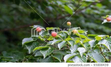 Yamabote的果實 93808439