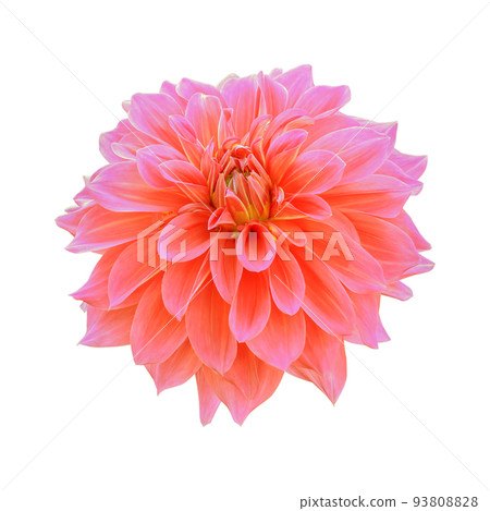 Orange dahlia flower isolated on white background Orange dahlia flower isolated on white background 93808828