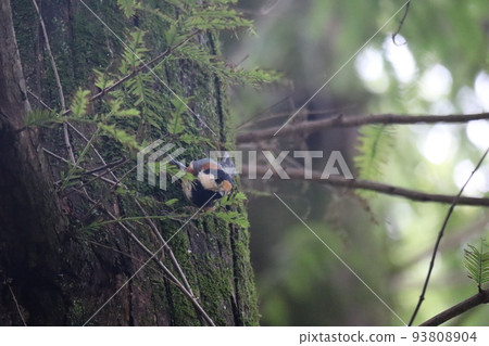 森林風景，一隻雜色山雀棲息在覆蓋著綠色苔蘚的樹幹上 93808904