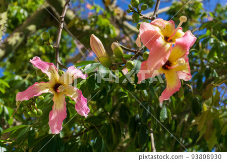 A Ceiba Chorizia tree blooming with yellow-pink flowers against a blue sky A Ceiba Chorizia tree blooming with yellow-pink flowers against a blue sky 93808930