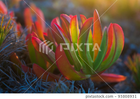 Colorful succulent Carpobrotus chilensis in the rays of the setting sun 93808931