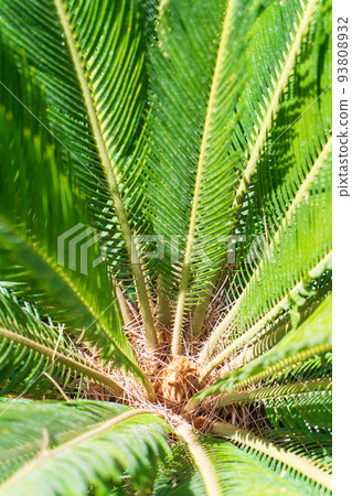 Juicy green leaves of cycas revoluta palm tree in sunlight Juicy green leaves of cycas revoluta palm tree in sunlight 93808932