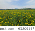 Rape blossoms 93809147