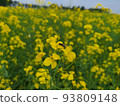 Rape blossoms 93809148