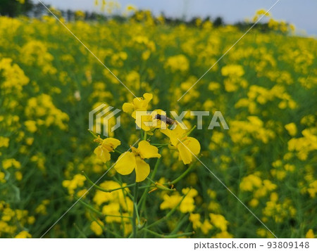 Rape blossoms Rape blossoms 93809148