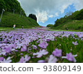 Moss phlox  93809149