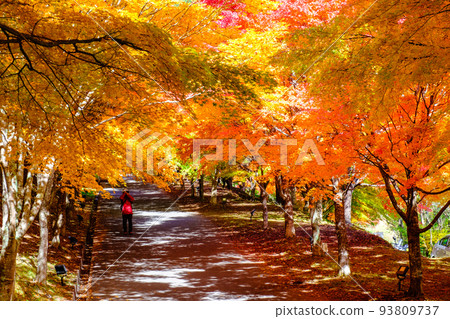 箕輪町紅葉湖的紅葉 箕輪町紅葉湖的紅葉 93809737