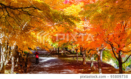 Autumn leaves of Momiji Lake, Minowa Town 93809738