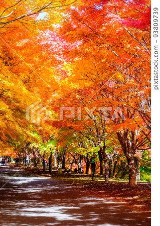 箕輪町紅葉湖的紅葉 箕輪町紅葉湖的紅葉 93809739