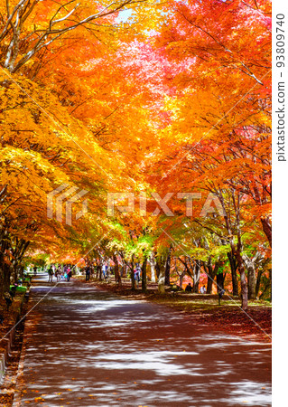 箕輪町紅葉湖的紅葉 箕輪町紅葉湖的紅葉 93809740