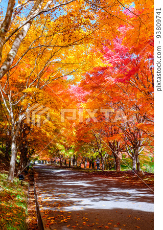 箕輪町紅葉湖的紅葉 箕輪町紅葉湖的紅葉 93809741