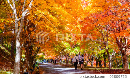 箕輪町紅葉湖的紅葉 93809753