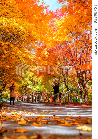 Autumn leaves of Momiji Lake, Minowa Town 93809759